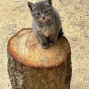 Victor joined the competition — help win amazing prizes! kitten, gray, cat, tree_stump, outdoor, animal, cute, small, fur, whiskers, ears, eyes, pet, nature, ground, mammal, young, curious, adorable, sitting