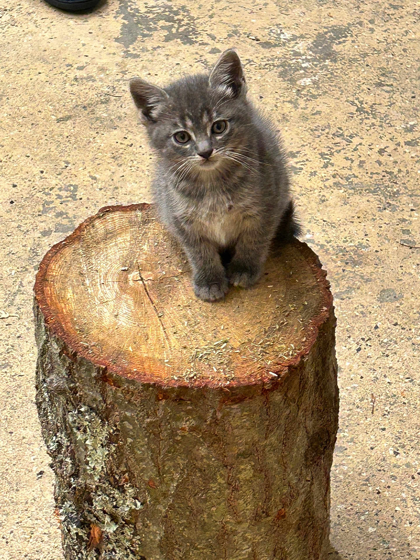 Victor joined the competition — help win amazing prizes! kitten, gray, cat, tree_stump, outdoor, animal, cute, small, fur, whiskers, ears, eyes, pet, nature, ground, mammal, young, curious, adorable, sitting