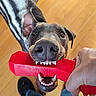 animal, chew_toy, close_up, dog, ears, floor, hand, human, indoor, interaction, mouth, nose, pet, play, playing, red, teeth, toy, tug_of_war, wooden_floor