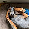 Cota joined the competition — help win amazing prizes! animal, black, brown, canine, chew_toy, close_up, cute, doberman, dog, ears, indoor, lying_down, mat, nose, paw, pet, playful, quilted, relaxed, toy