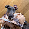 Cota is registered to the contest to win money with this photo: animal, black, blanket, brown, closeup, cozy, cute, doberman, dog, domestic_animal, ears, fur, indoors, lying_down, paw, pet, playful, resting, snuggled, wooden_floor