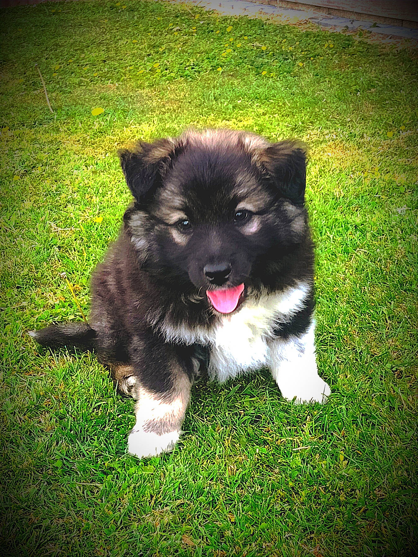 Tigrou a rejoint le concours — aidez-le/la à gagner de superbes lots ! carnivore, companion_dog, dog, dog_breed, grass, herding_dog, mammal, non_sporting_group, shadow, sporting_group, vertebrate, whiskers, working_animal, working_dog