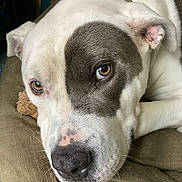 Bruno joined the competition — help win amazing prizes! dog, white_dog, close_up, resting, cushion, indoor, pet, animal, brown_eyes, face, fur, snout, collar, relaxed, canine, domestic_animal, sleepy, comfort, portrait, cute