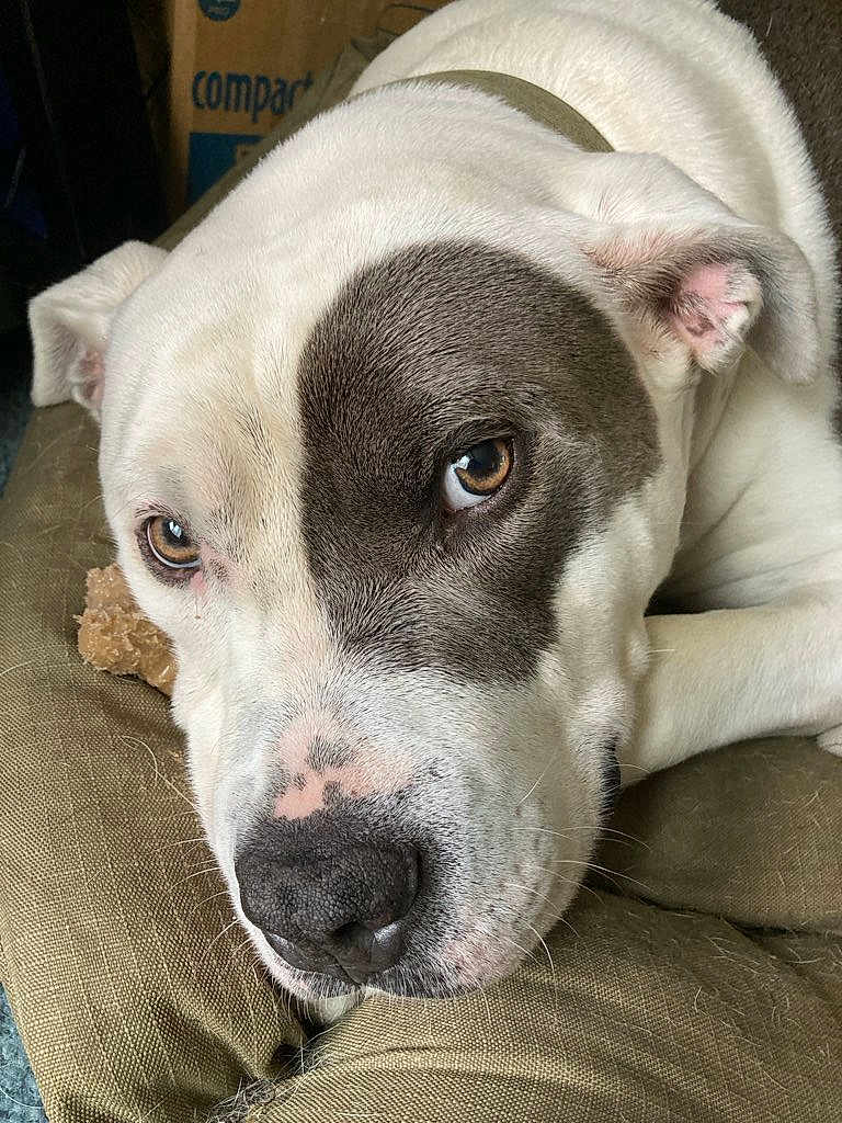 Bruno