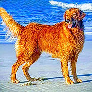 Marley joined the competition — help win amazing prizes! dog, golden_retriever, beach, sand, water, waves, wet_fur, outdoor, animal, pet, playful, sunlight, tongue_out, standing, sea, nature, summer, canine, happy, coast