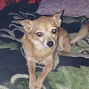 Penny is registered to the contest to win money with this photo: dog, small_dog, tan_dog, pet, animal, lying_down, crossed_paws, pointed_ears, black_nose, brown_fur, reflective_eyes, bed, blanket, pillow, bedroom, indoors, portrait, close_up, flash_photography, patterned_fabric