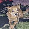 dog, small_dog, tan_dog, pet, animal, lying_down, crossed_paws, pointed_ears, black_nose, brown_fur, reflective_eyes, bed, blanket, pillow, bedroom, indoors, portrait, close_up, flash_photography, patterned_fabric