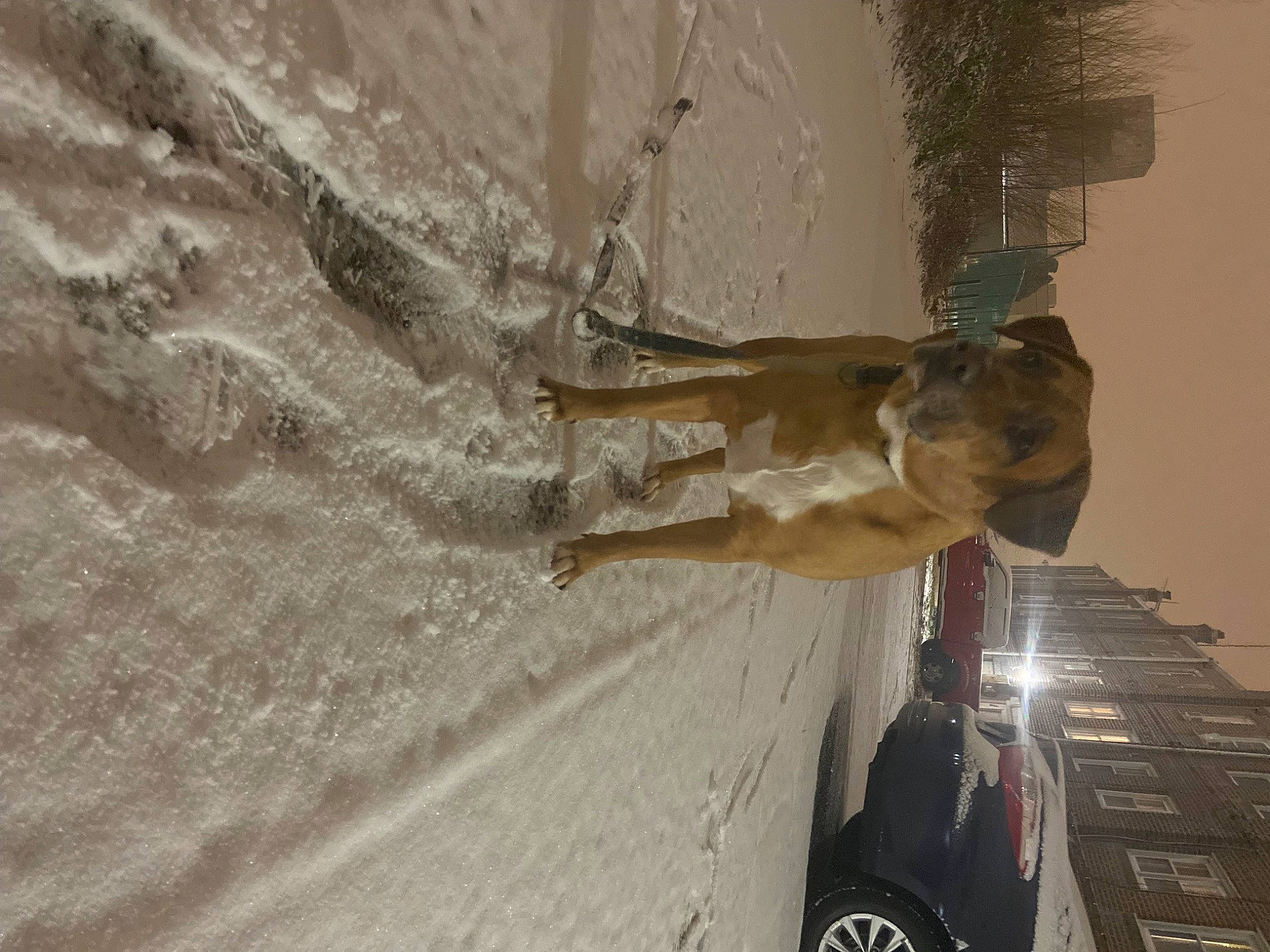 Chaka joined the competition — help win amazing prizes! art, automotive_exterior, automotive_tire, building, car, ceiling, dog, glass, plaster, religious_item, sculpture, shadow, tints_and_shades, tire, vehicle, vehicle_door, water, wheel, window, wood