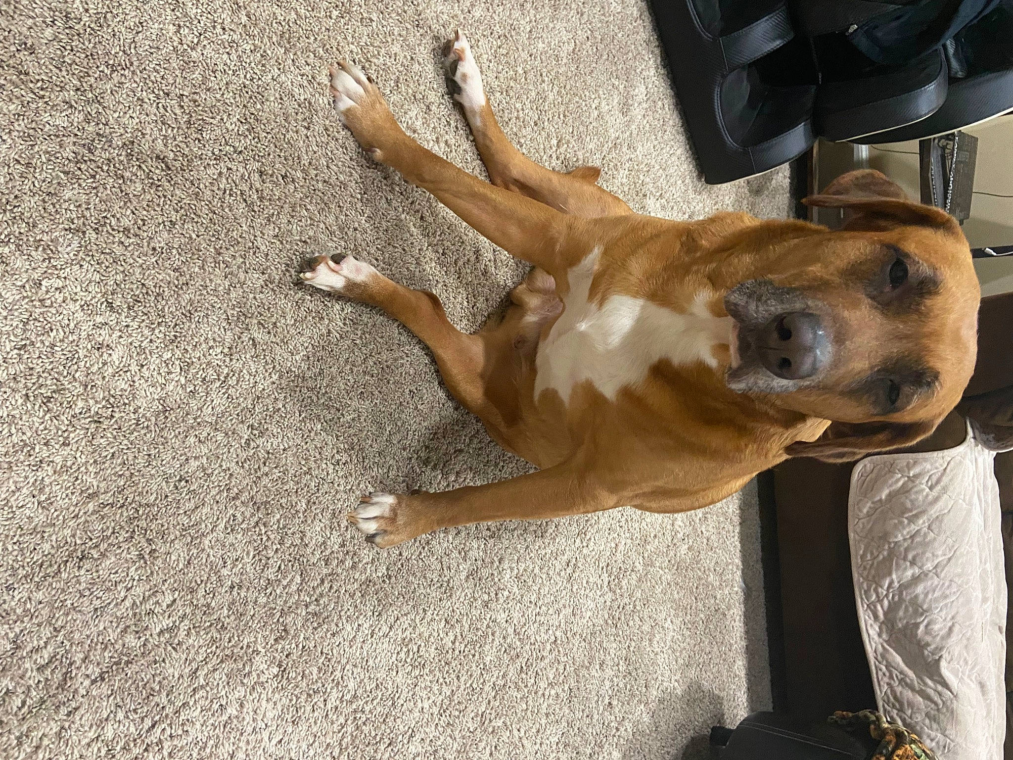 Chaka is registered to the contest to win money with this photo: canidae, carnivore, collar, companion_dog, dog, dog_breed, dog_collar, fawn, guard_dog, non_sporting_group, paw, pet_supply, snout, sporting_group, street_dog, tail, whiskers, wood, working_animal, working_dog