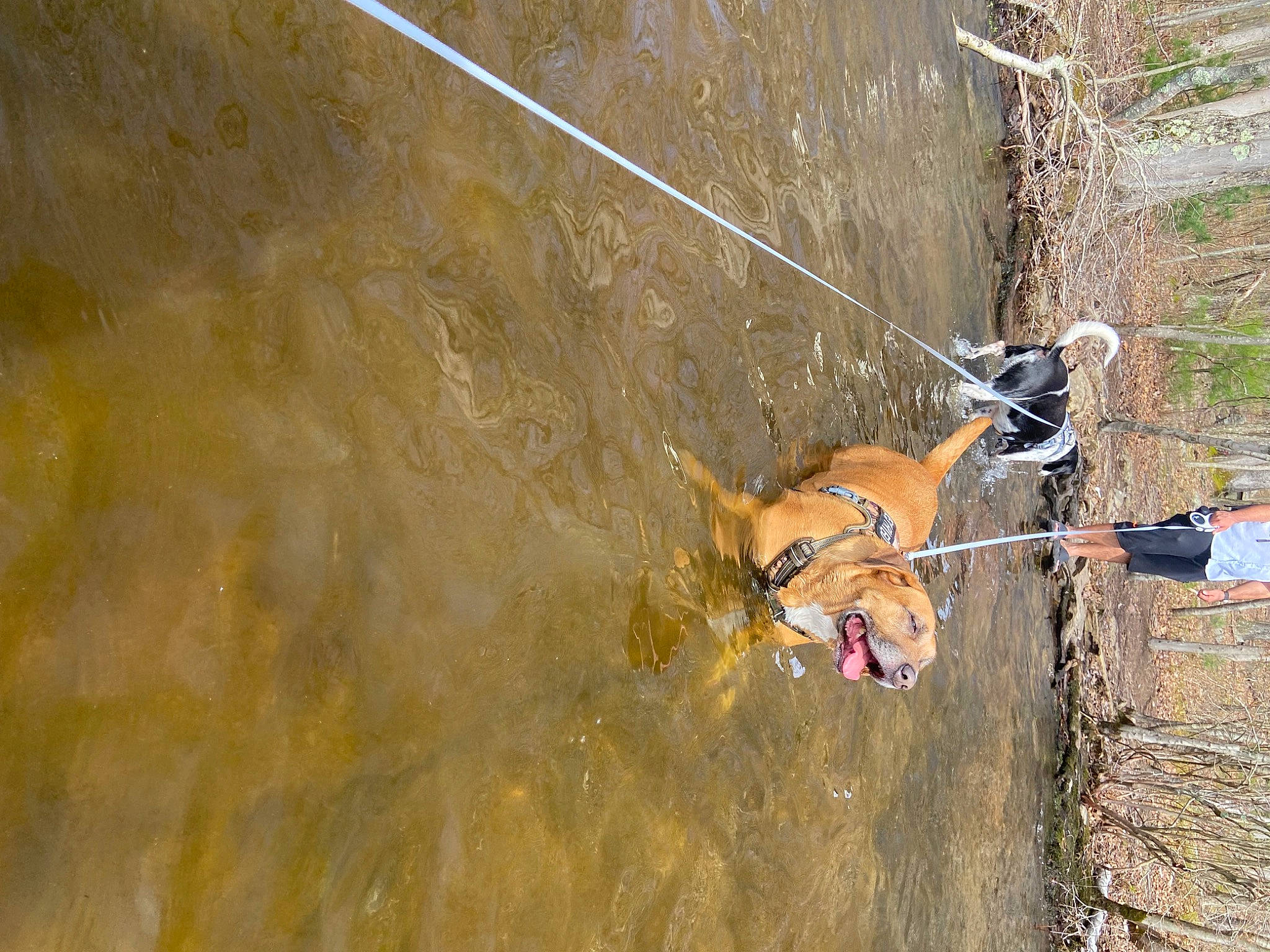 Chaka is registered to the contest to win money with this photo: adventure, canidae, carnivore, climbing_harness, dog, extreme_sport, fun, landscape, leisure, recreation, rock_climbing_equipment, rope, slope, soil, sport_climbing, sporting_group, water, wood