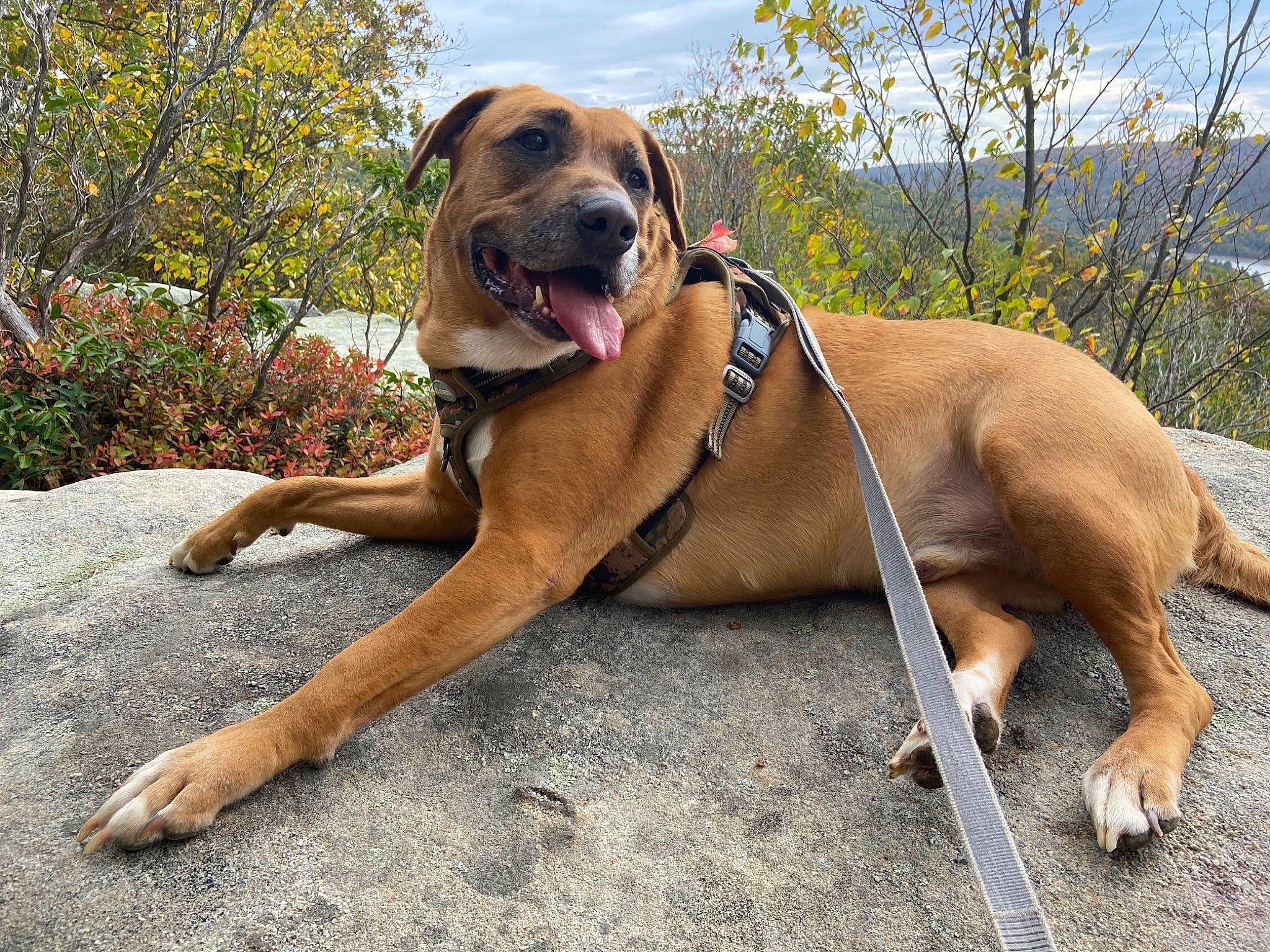 Chaka joined the competition — help win amazing prizes! canidae, carnivore, cloud, collar, companion_dog, dog, dog_breed, dog_collar, dog_supply, fawn, guard_dog, hound, liver, plant, sky, snout, sporting_group, tree, working_animal, working_dog