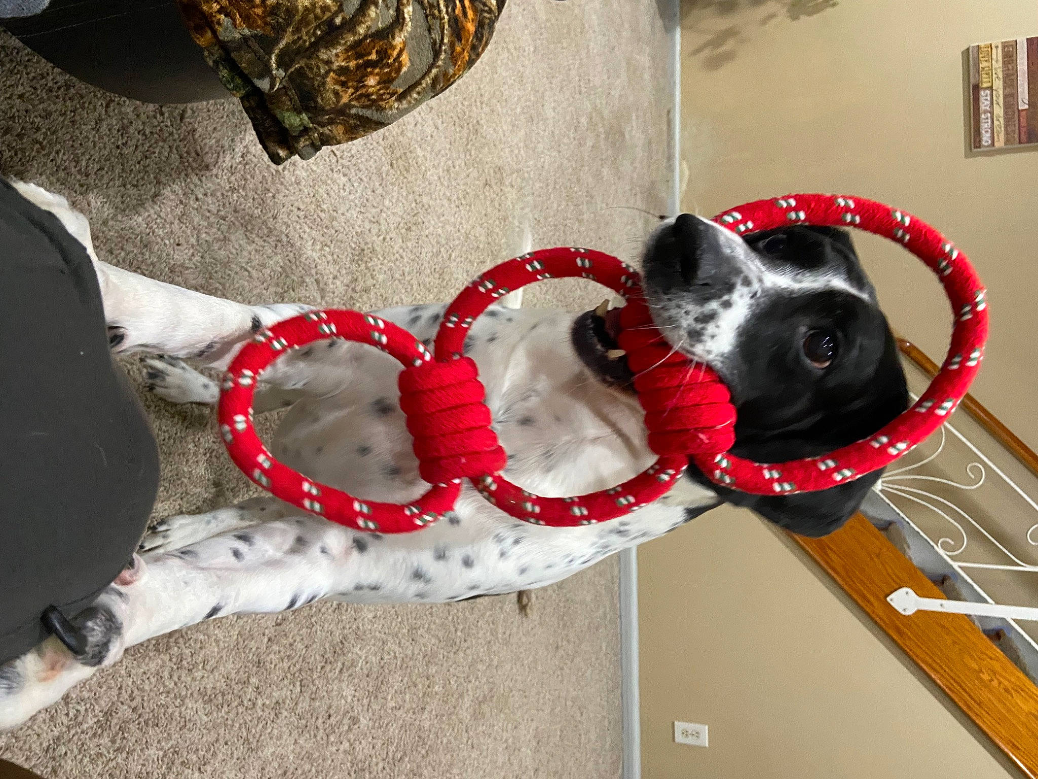 Oreo joined the competition — help win amazing prizes! bag, carmine, carnivore, collar, companion_dog, dog, dog_breed, dog_clothes, dog_collar, dog_supply, fashion_accessory, fawn, fur, grey, helmet, leash, personal_protective_equipment, pet_supply, picture_frame, snout