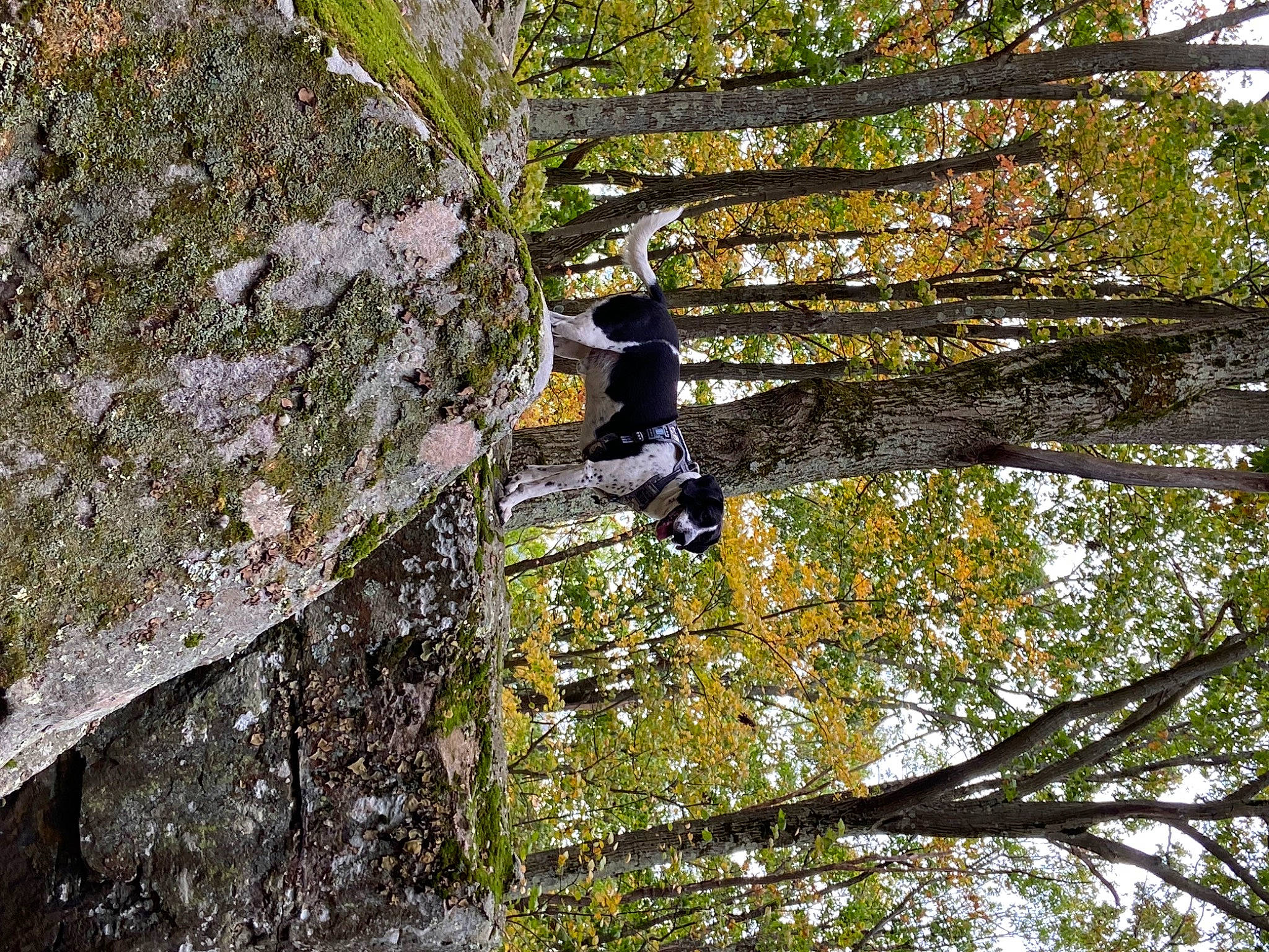 Oreo is registered to the contest to win money with this photo: bedrock, birch_family, deciduous, forest, grass, jungle, northern_hardwood_forest, old_growth_forest, outcrop, plant, plant_stem, rock, temperate_broadleaf_and_mixed_forest, tree, trunk, twig, wood, woodland, woody_plant