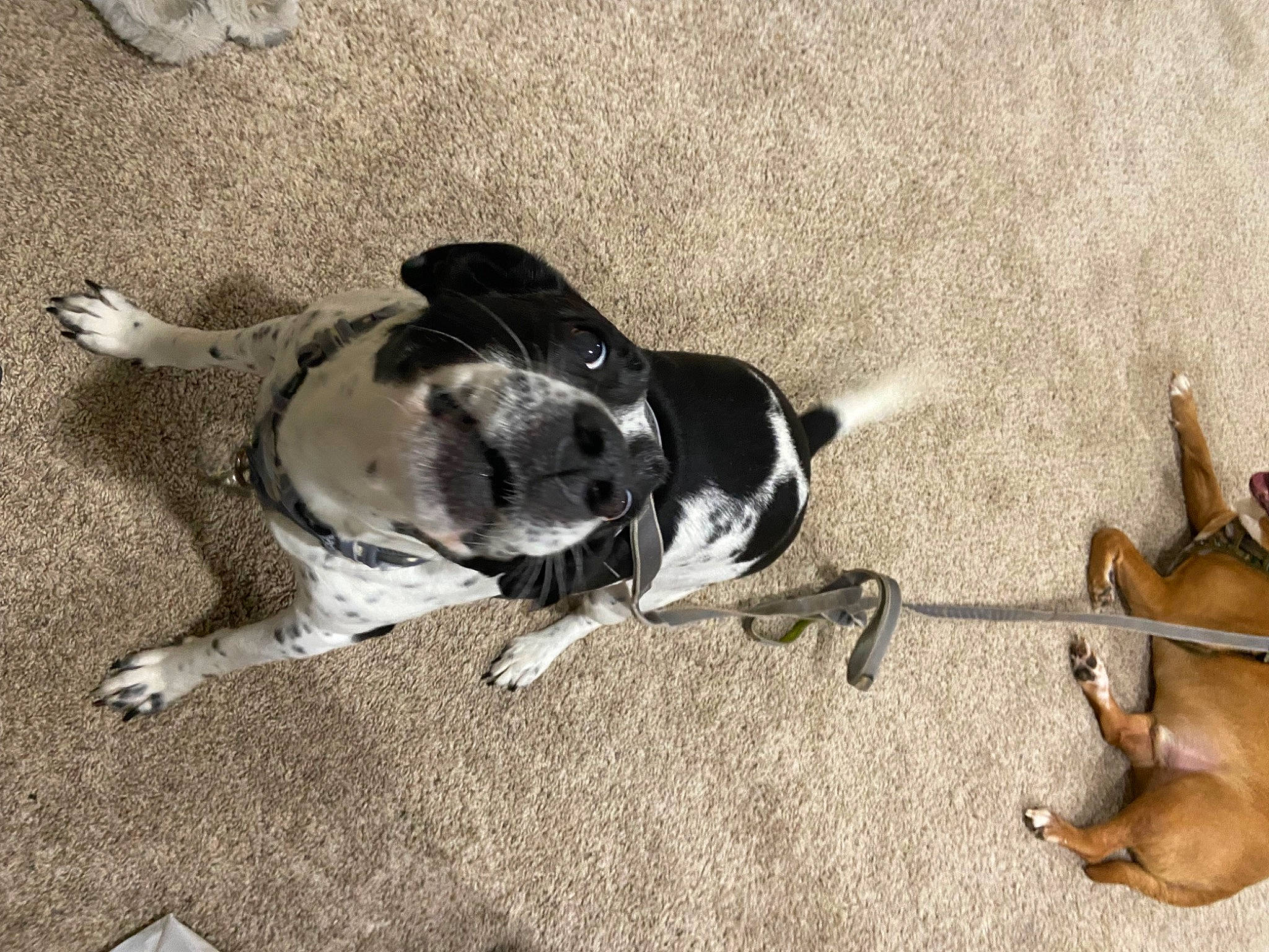 Oreo is registered to the contest to win money with this photo: beach, canidae, carnivore, collar, companion_dog, dog, dog_breed, fawn, non_sporting_group, paw, pet_supply, sand, shadow, snout, sporting_group, tail, terrestrial_animal, working_animal