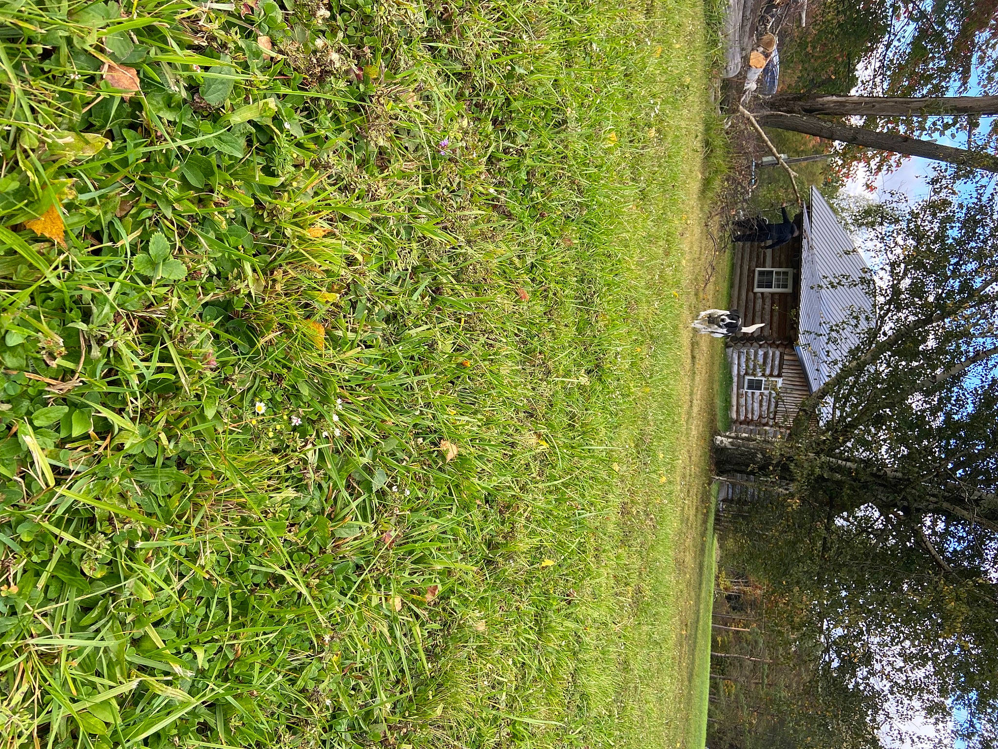 Oreo is registered to the contest to win money with this photo: annual_plant, flowering_plant, forest, garden, grass, groundcover, herb, landscape, leaf, natural_landscape, plant, shrub, subshrub, temperate_broadleaf_and_mixed_forest, terrestrial_plant, tree, trunk, vegetation, wood, woody_plant