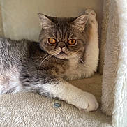 Vegas a rejoint le concours — aidez-le/la à gagner de superbes lots ! cat, feline, pet, amber_eyes, gray_fur, white_paws, cat_condo, cozy, indoor, relaxed, resting, paw, whiskers, fur, cute, animal, mammal, portrait, close_up, soft