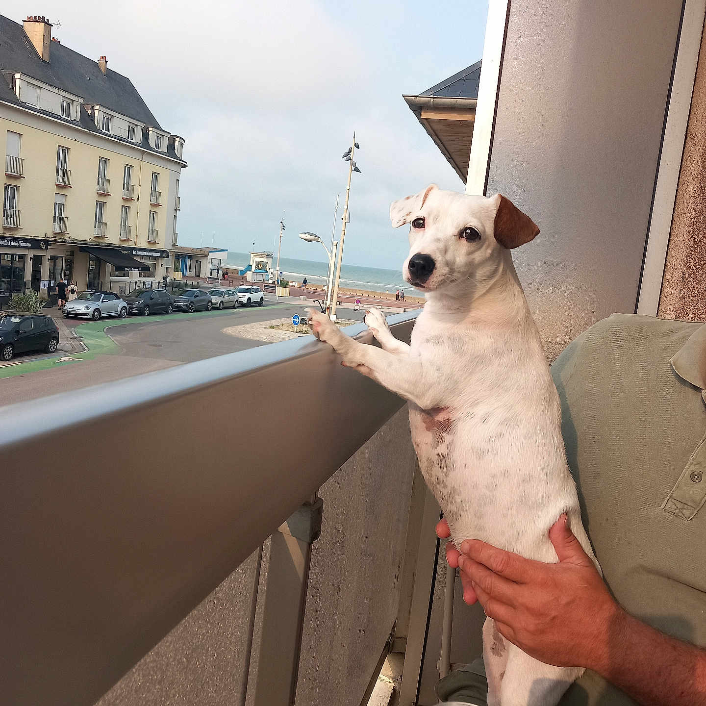 Pipa a rejoint le concours — aidez-le/la à gagner de superbes lots ! adult, animal, bodypart, canine, car, clothing, desk, dog, finger, footwear, hand, hound, male, man, person, pet, pointer, shoe, transportation, vehicle