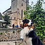 ancient_architecture, black_and_white_dog, collar, dog, green_foliage, happy_dog, historic_site, leash, nature, outdoor, overcast_sky, pavement, people, pet, side_view, stone_building, stone_wall, tree, urban, walking