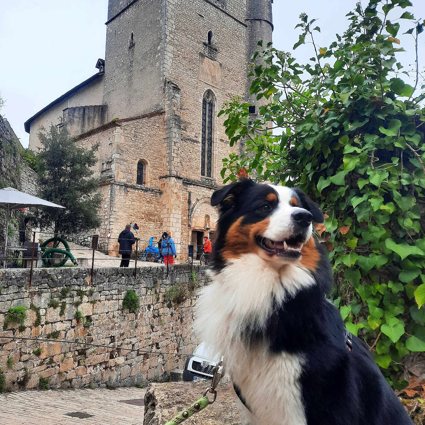 You participe au concours pour gagner de l'argent avec cette photo : ancient_architecture, black_and_white_dog, collar, dog, green_foliage, happy_dog, historic_site, leash, nature, outdoor, overcast_sky, pavement, people, pet, side_view, stone_building, stone_wall, tree, urban, walking