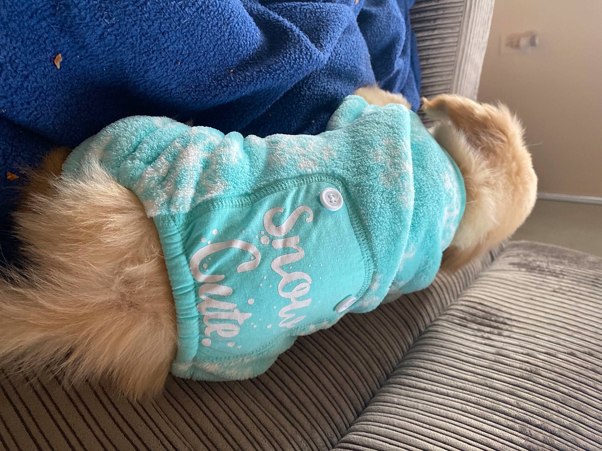 Nugget is registered to the contest to win money with this photo: aqua, azure, blue, comfort, dog_supply, fawn, fiber, fur, linens, natural_material, plush, sock, stuffed_toy, teal, textile, thread, toy, turquoise, wool, woolen