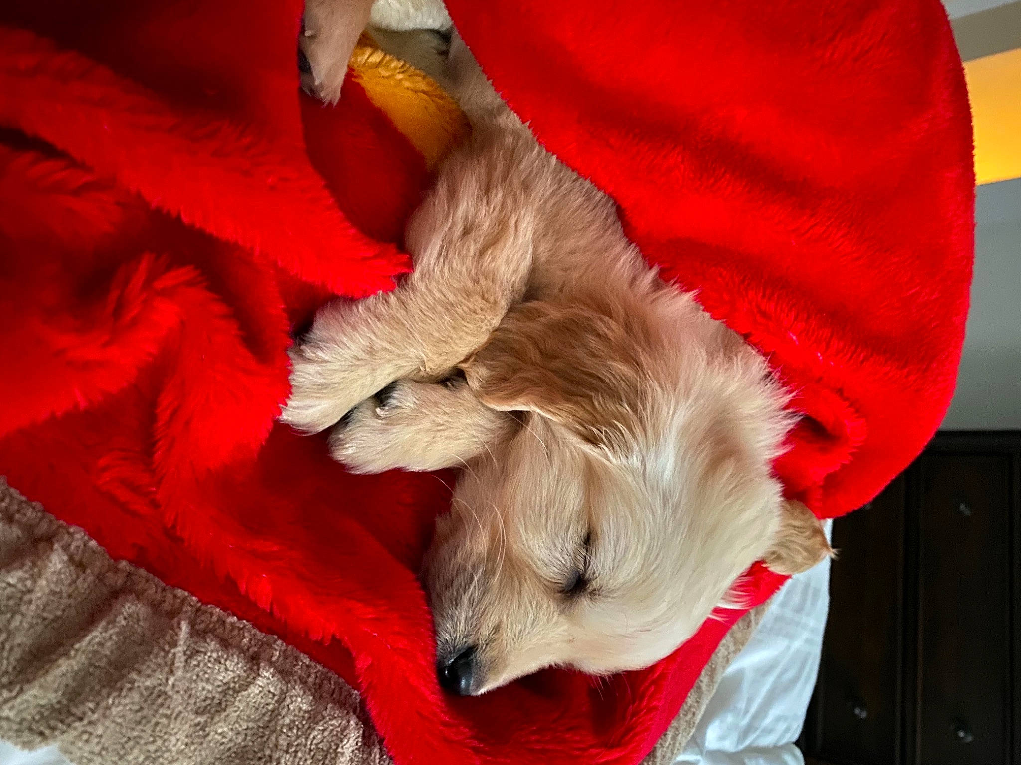 Nugget joined the competition — help win amazing prizes! cabinetry, canidae, carmine, carnivore, companion_dog, dog, dog_breed, dog_supply, fur, non_sporting_group, red, sporting_group, toy_dog, working_animal