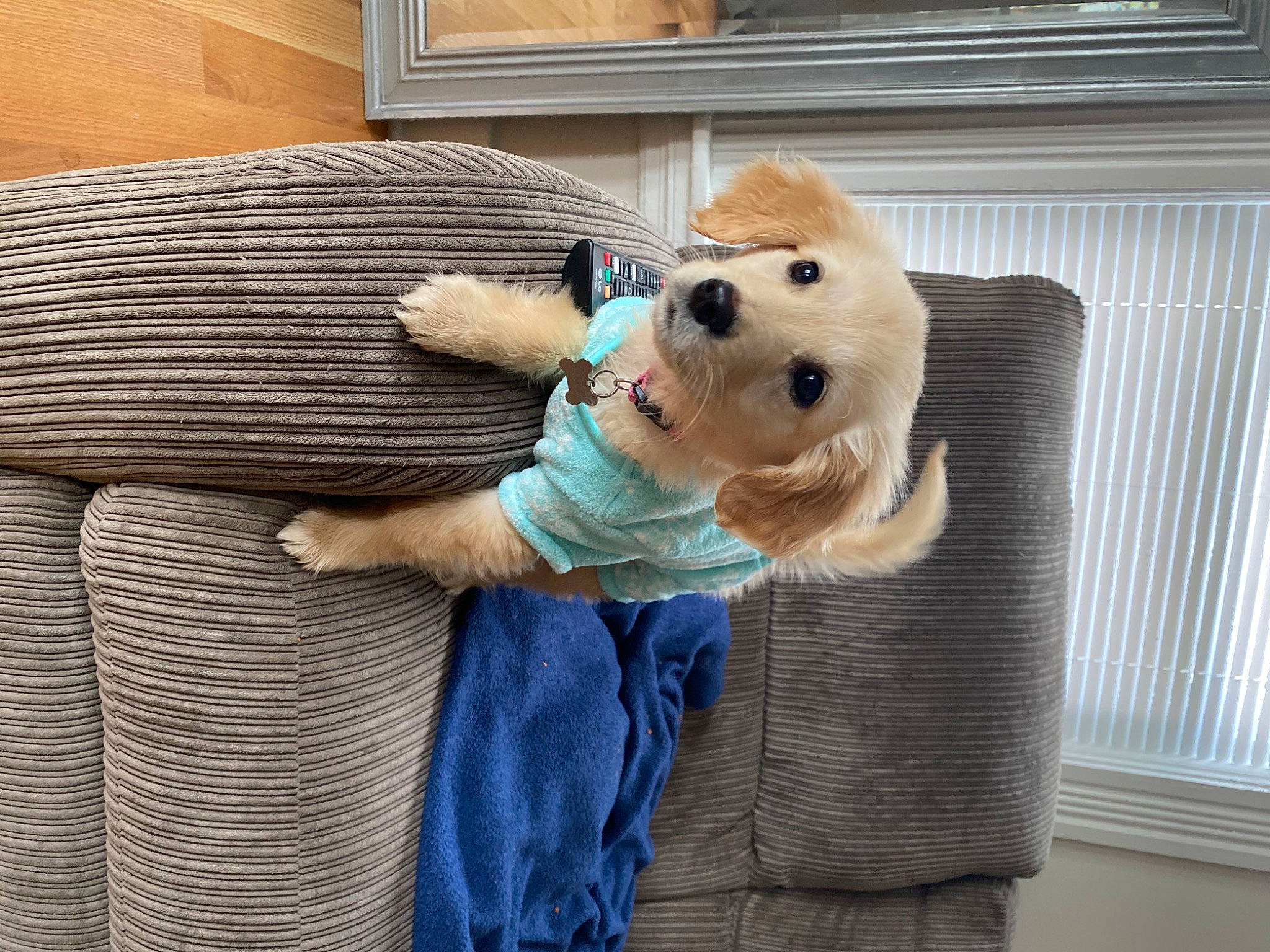 Nugget is registered to the contest to win money with this photo: basket, canidae, carnivore, companion_dog, dog, dog_breed, dog_clothes, dog_supply, fawn, fur, home, home_accessories, interior_design, pet_supply, snout, sporting_group, stuffed_toy, wicker, window_covering, working_animal