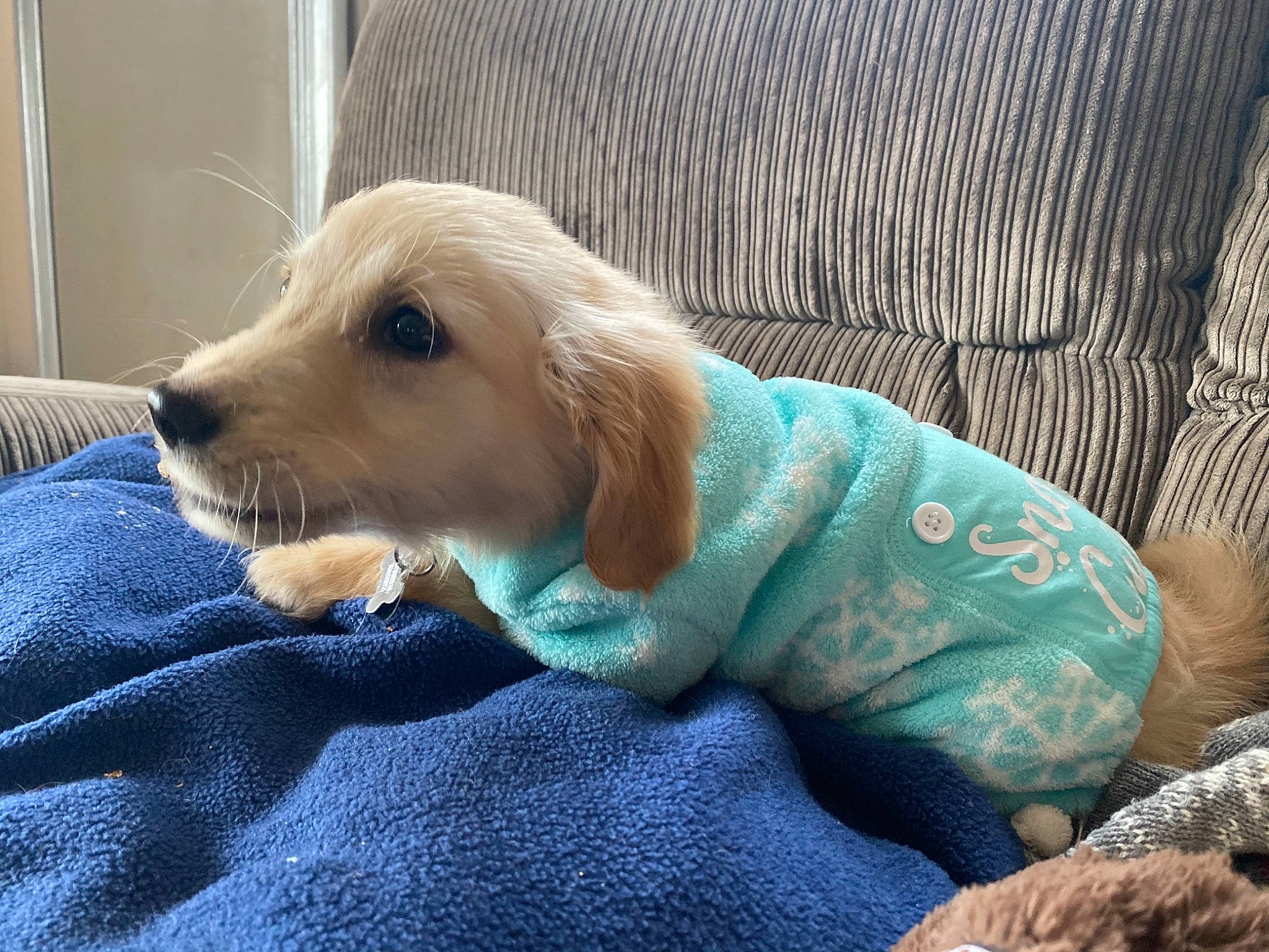 Nugget is registered to the contest to win money with this photo: blond, canidae, carnivore, comfort, companion_dog, dog, dog_breed, dog_clothes, dog_supply, fawn, fur, linens, pet_supply, puppy, snout, sporting_group, teal, turquoise, vertebrate, working_animal