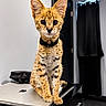 animal, black_curtains, cat, close_up, collar, curious, domestic, ears, feline, focused, gold_tag, indoor, laptop, modern_room, pet, serval_cat, sitting, spotted_fur, table, technology