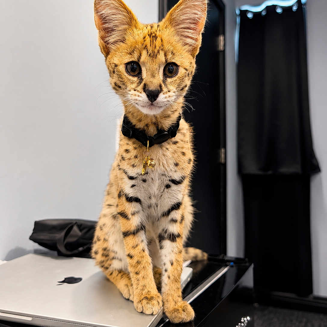 Luxxe is registered to the contest to win money with this photo: animal, black_curtains, cat, close_up, collar, curious, domestic, ears, feline, focused, gold_tag, indoor, laptop, modern_room, pet, serval_cat, sitting, spotted_fur, table, technology