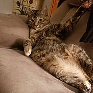 Jack is registered to the contest to win money with this photo: cat, tabby_cat, pet, feline, couch, living_room, paw, relaxed, fur, indoor, furniture, resting, animal, whiskers, stretching, cozy, domestic, cute, household, soft