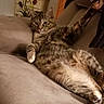 cat, tabby_cat, pet, feline, couch, living_room, paw, relaxed, fur, indoor, furniture, resting, animal, whiskers, stretching, cozy, domestic, cute, household, soft