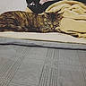 animal, bed, blanket, cat, comfort, cozy, domestic, feline, fur, indoor, nap, pets, relaxation, resting, sleeping, soft, striped, tabby, towel, warm