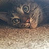Jack is registered to the contest to win money with this photo: cat, tabby, pet, animal, whiskers, eyes, closeup, indoor, carpet, curious, hiding, cozy, fur, cute, face, resting, playful, home, feline, texture