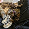 cat, tabby_cat, sleeping, curled_up, furry, paws, indoor, lap, black_pants, cozy, resting, pet, animal, close_up, fur, domestic_cat, relaxed, tortoiseshell, soft, cuddle