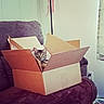 animal, cardboard_box, cat, couch, cozy, curious, domestic_animal, ears, furniture, home, indoor, living_room, looking, pet, relaxed, seated, soft_light, striped, tabby_cat, whiskers