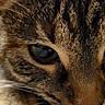 Jack joined the competition — help win amazing prizes! cat, tabby, close_up, fur, whiskers, eyes, pet, animal, indoor, carpet, texture, curious, face, mammal, feline, portrait, domestic_animal, closeup, soft, background