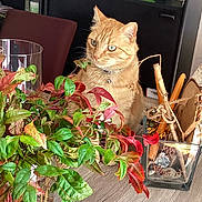 Adrien a rejoint le concours — aidez-le/la à gagner de superbes lots ! bell, berries, cat, collar, curious, decor, domestic_animal, furniture, glass_vase, green_leaves, home, indoor, natural_light, orange_tabby, pet, plant, red_leaves, sitting, sticks, wooden_table