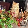 bell, berries, cat, collar, curious, decor, domestic_animal, furniture, glass_vase, green_leaves, home, indoor, natural_light, orange_tabby, pet, plant, red_leaves, sitting, sticks, wooden_table