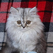 Prunele participe au concours pour gagner de l'argent avec cette photo : kitten, cat, fluffy, gray, silver, wide_eyes, pet, animal, furry, cute, portrait, indoors, plaid, blanket, red, black, soft, young, domestic_cat, whiskers