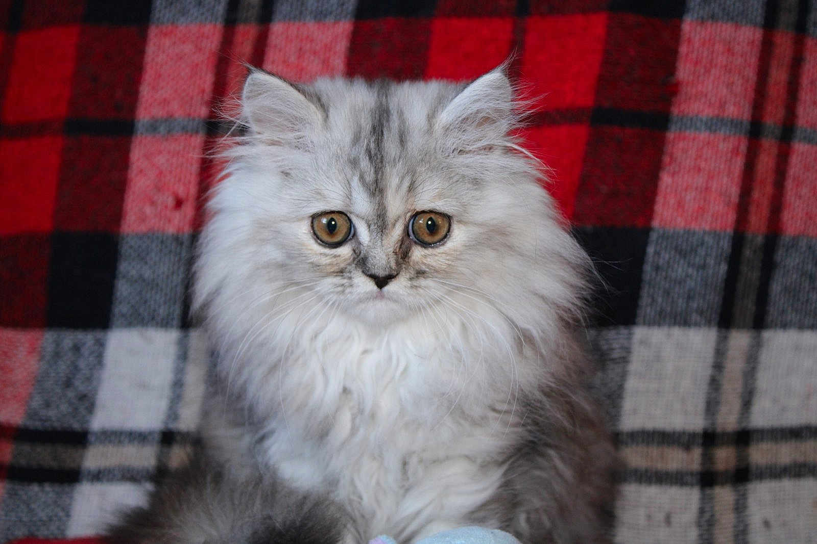 Prunele participe au concours pour gagner de l'argent avec cette photo : kitten, cat, fluffy, gray, silver, wide_eyes, pet, animal, furry, cute, portrait, indoors, plaid, blanket, red, black, soft, young, domestic_cat, whiskers
