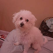 Sparky is registered to the contest to win money with this photo: animal, bed, blanket, canine, companion, curious, cute, cute_pet, dog, domestic_animal, fluffy, fur, household, indoor, looking_up, pet, portrait, sitting, small_dog, white_dog