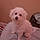 Sparky