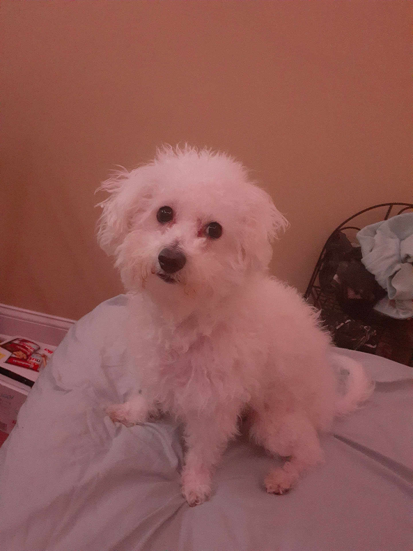 Sparky