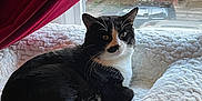 Pixar is registered to the contest to win money with this photo: animal, black_and_white, bunny_sticker, car, cat, cozy, curtain, decoration, feline, fluffy_bed, home, house, indoor, pet_bed, red_curtain, relaxing, resting, sunlight, tuxedo_cat, window