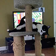Pixar joined the competition — help win amazing prizes! animal, black_and_white, cat, cat_tree, cozy, curious, domestic, floor, furniture, home, indoor, interior, living_room, pet, playful, relaxed, resting, scratched_post, television, wood_floor