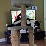 animal, black_and_white, cat, cat_tree, cozy, curious, domestic, floor, furniture, home, indoor, interior, living_room, pet, playful, relaxed, resting, scratched_post, television, wood_floor
