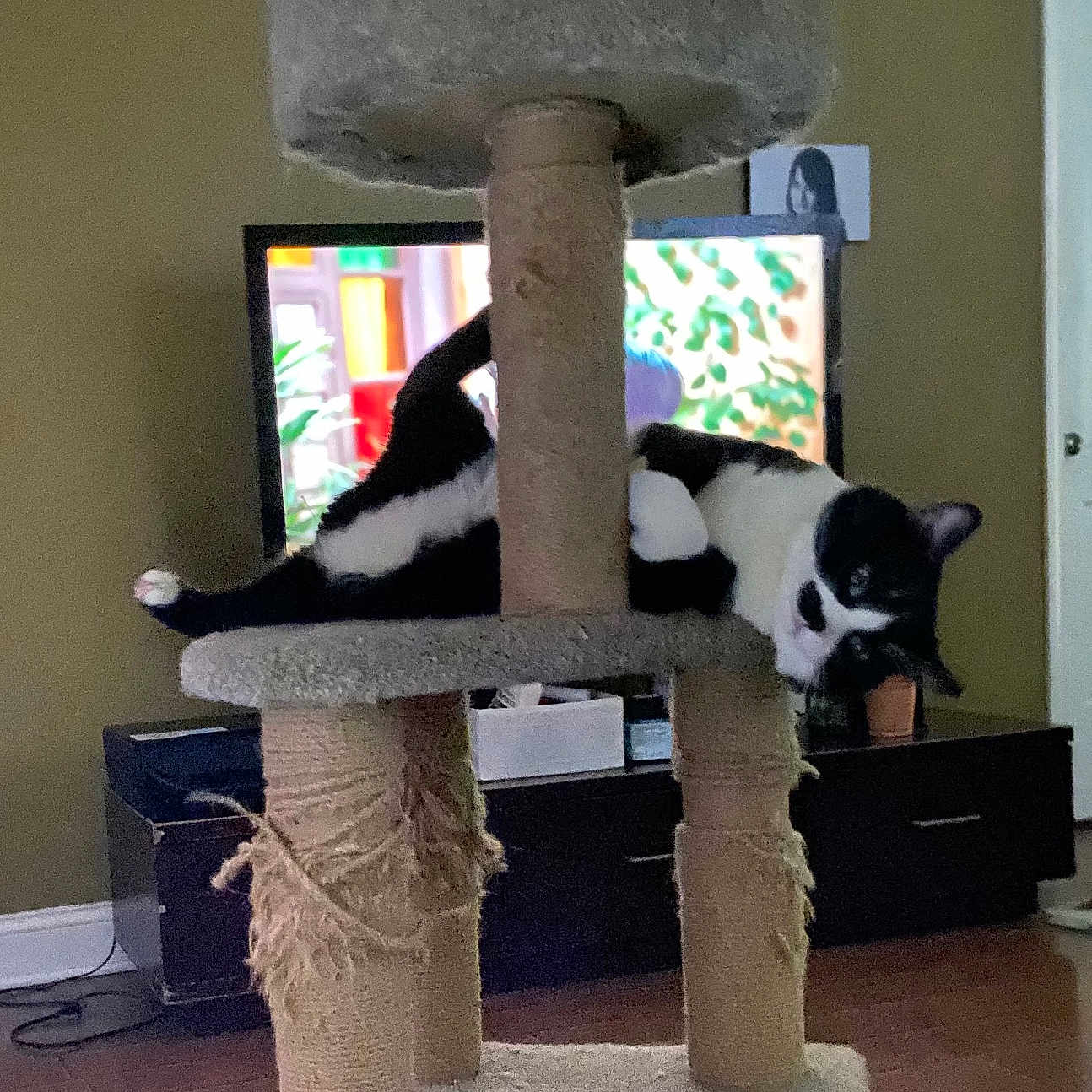 Pixar joined the competition — help win amazing prizes! animal, black_and_white, cat, cat_tree, cozy, curious, domestic, floor, furniture, home, indoor, interior, living_room, pet, playful, relaxed, resting, scratched_post, television, wood_floor