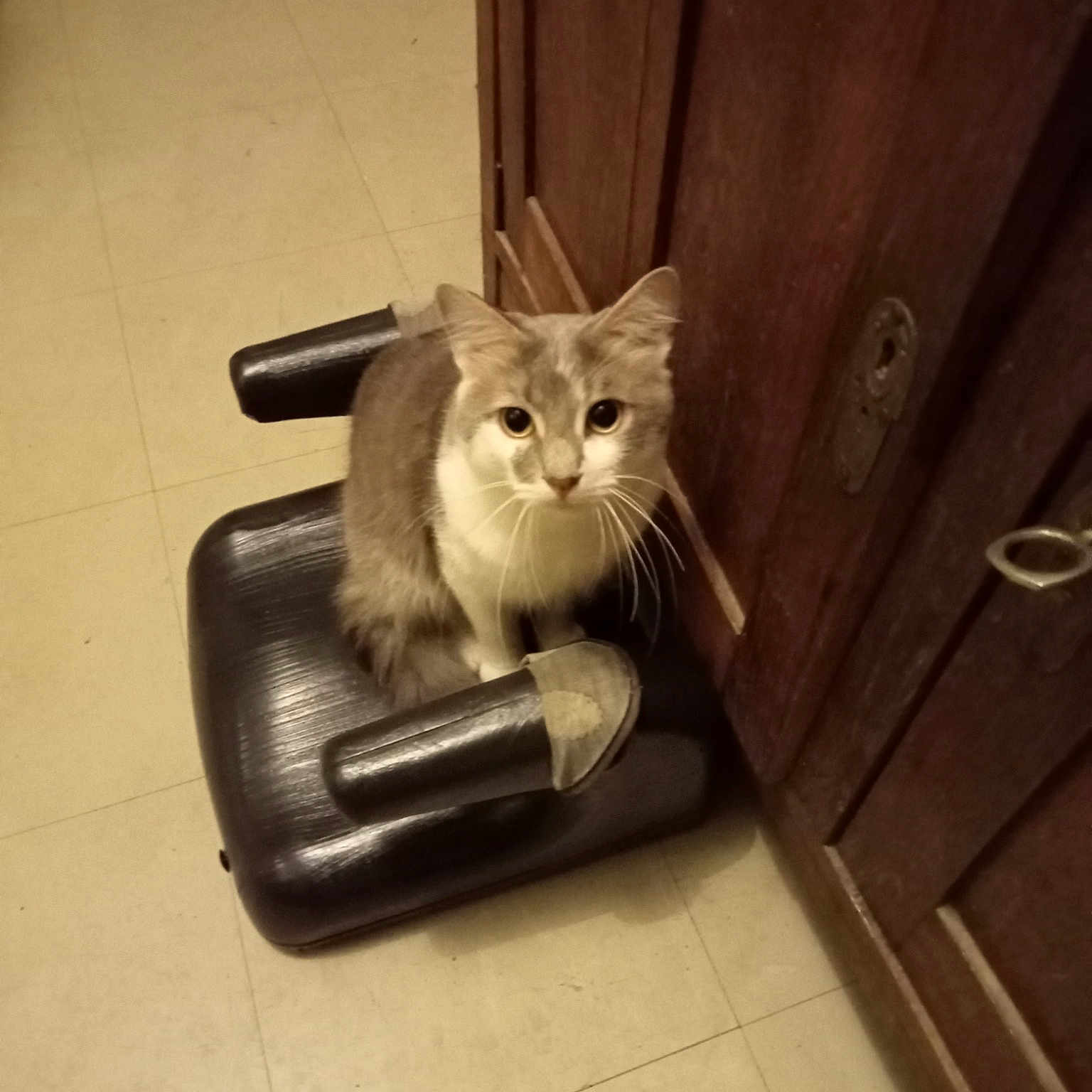 Titi