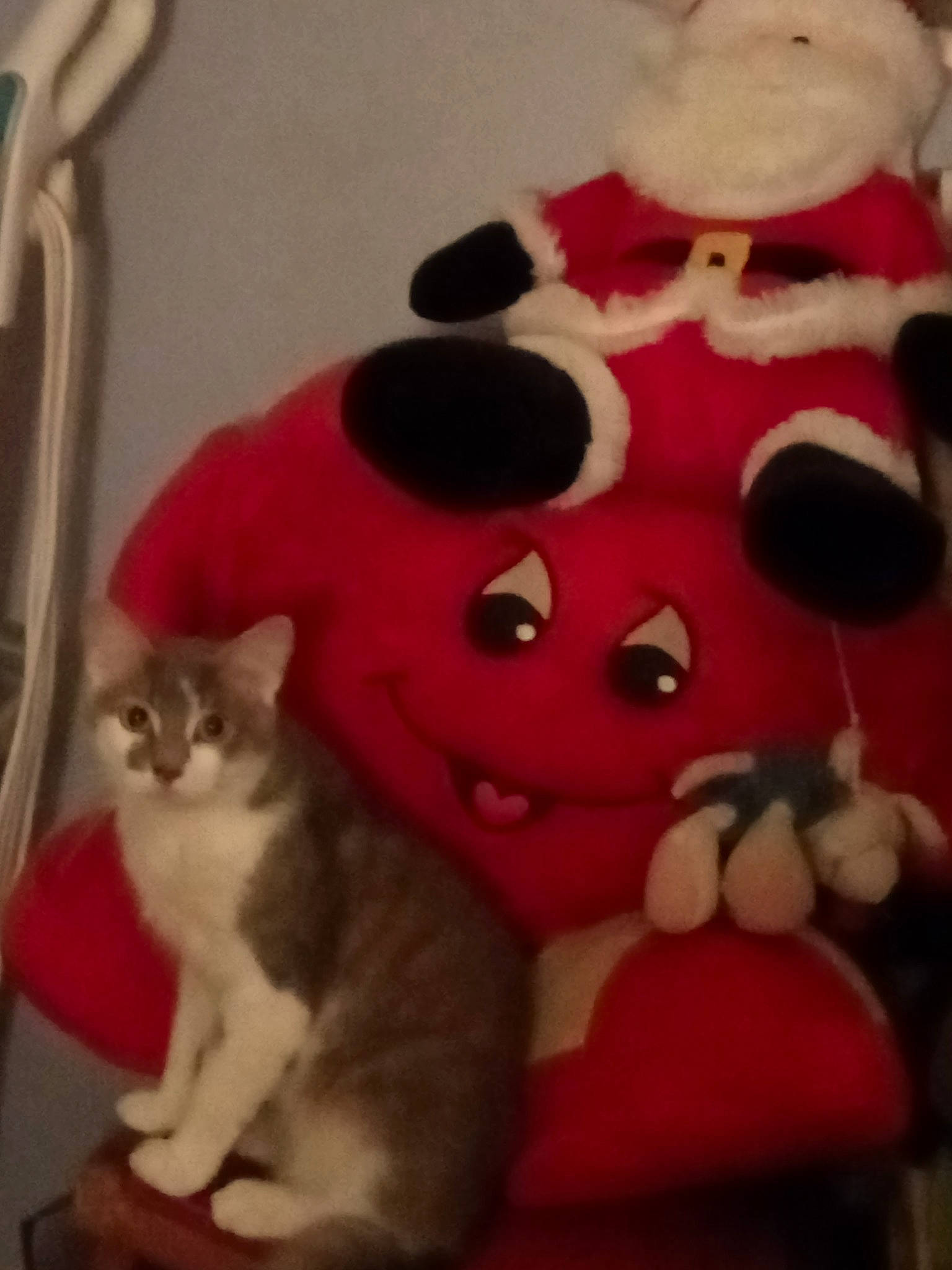 Titi a rejoint le concours — aidez-le/la à gagner de superbes lots ! carmine, cat, cat_bed, cat_supply, domestic_short_haired_cat, event, fawn, felidae, font, fur, kitchen_utensil, ornament, pattern, paw, plush, small_to_medium_sized_cats, stuffed_toy, tail, toy, whiskers