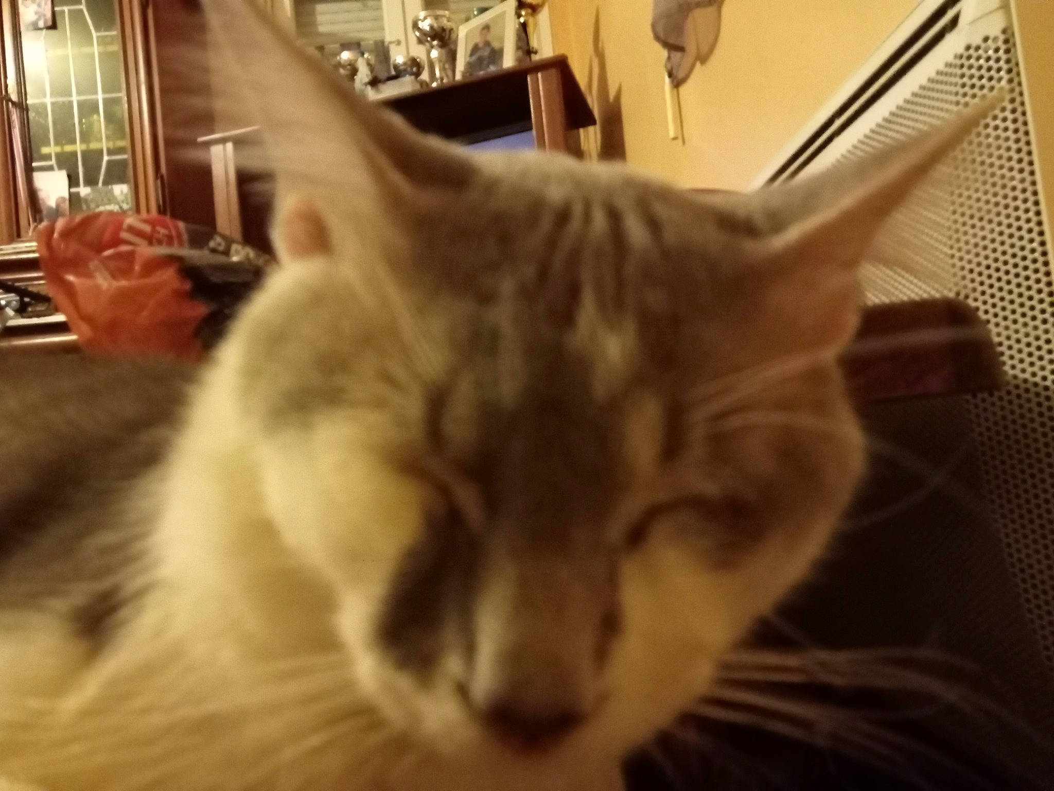 Titi participe au concours pour gagner de l'argent avec cette photo : carnivore, cat, comfort, domestic_short_haired_cat, felidae, fur, small_to_medium_sized_cats, snout, whiskers